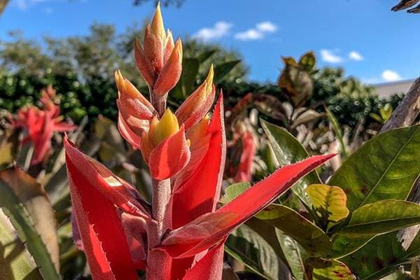 Botanical Garden in Florida