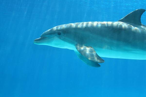 Dolphin SeaWorld aqaurium