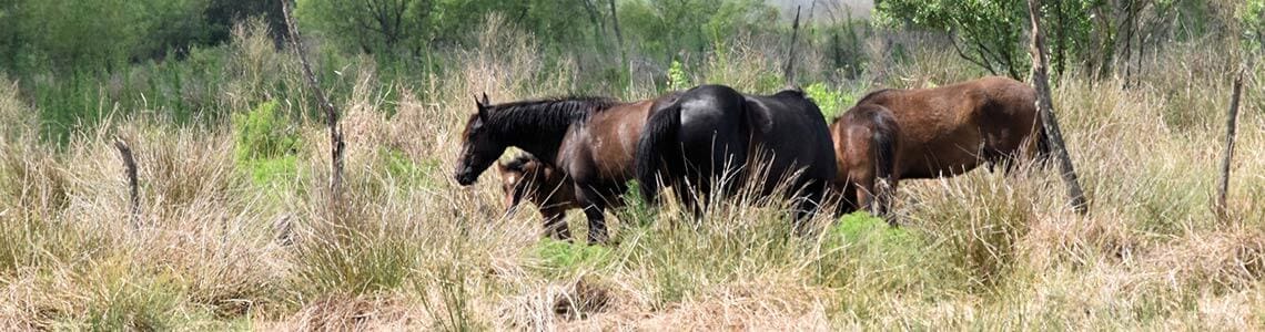 Wild horses in Paynes Prairie Preserve, FL