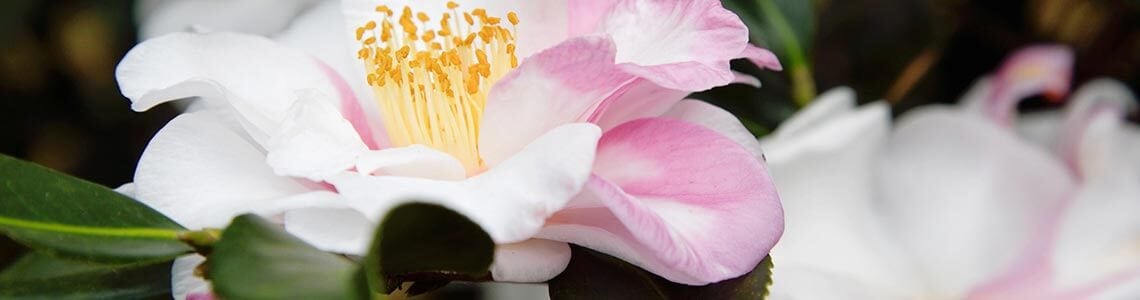 Camelias in Arkansas