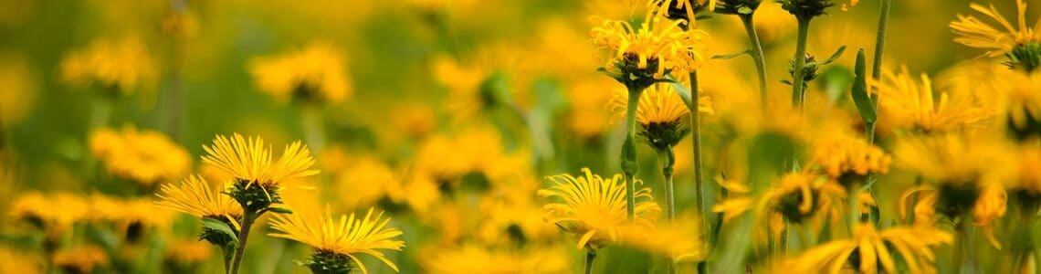 Daisy's on Arabia Mountain in the spring