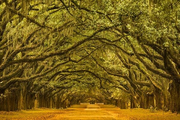 Historic plantation road in Georgia