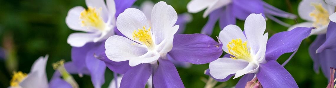 Colorado Blue Columbine flower in Idaho
