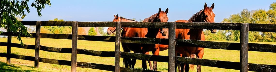 Horse farm in Lexington, Kentucky