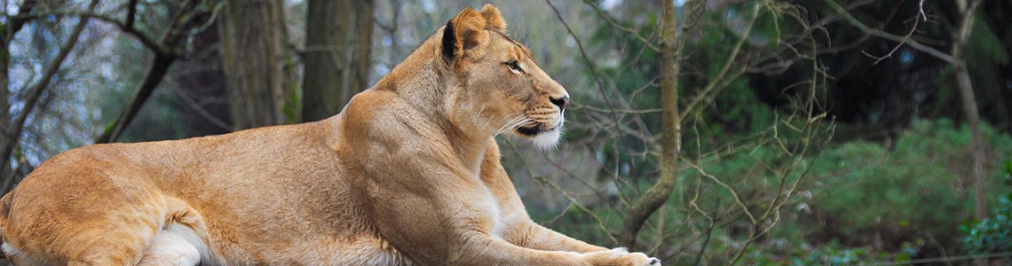 Lion in Arkansas