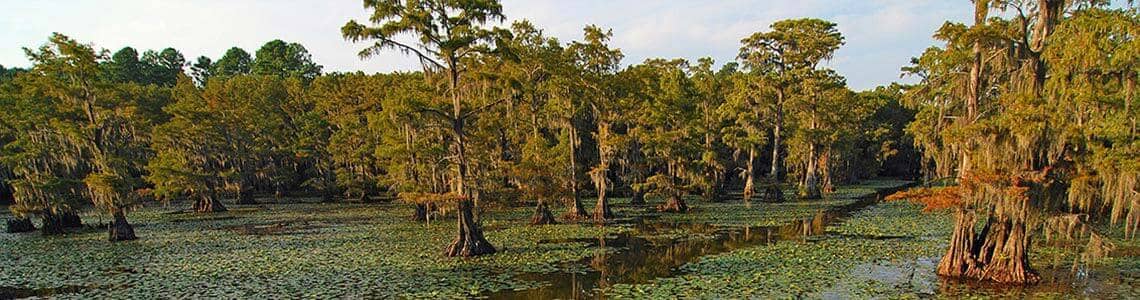 Caddo Lake in Shreveport Louisiana