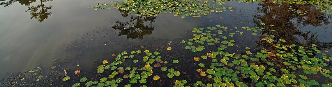Caddo Lake in Shreveport, Louisiana