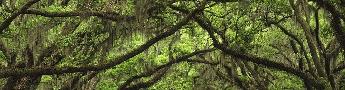 Cyprus Stumps in Louisiana