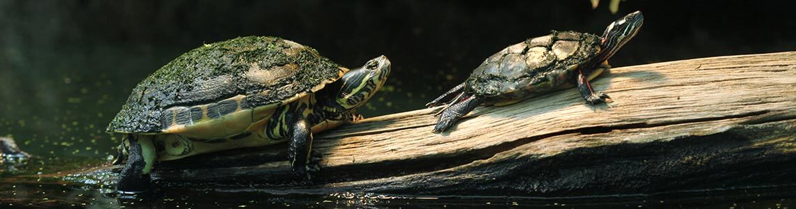 Turtles on Log in Louisiana