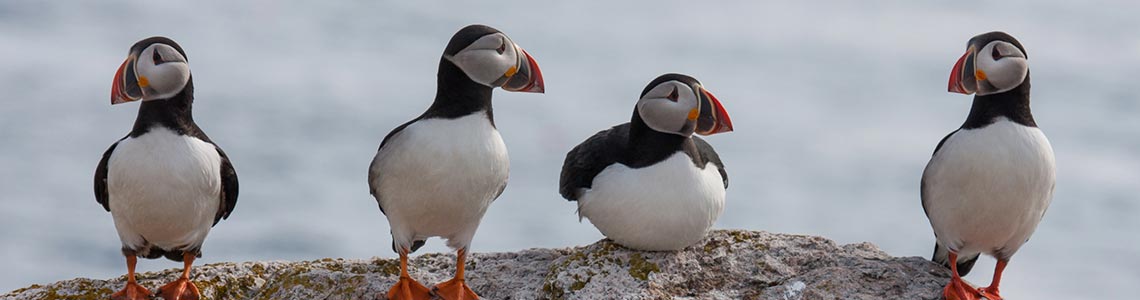 Puffins in Maine