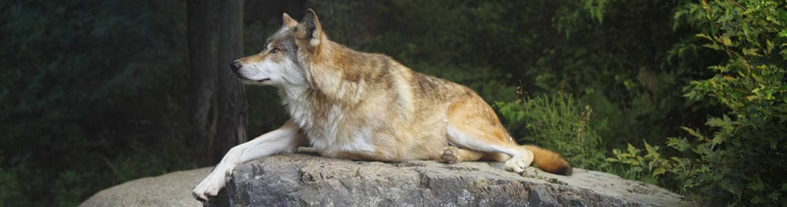 Timber Wolf on a rock in Voyageurs National Park