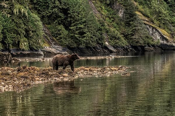 Grizzly Bear in Yellowstone Park