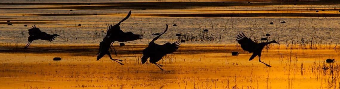 Sandhill Cranes in Nebraska