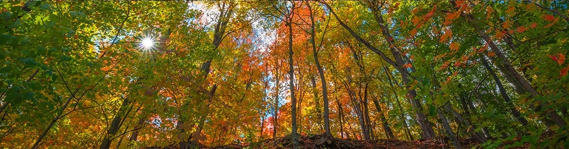 Fall Trees in Morristown in New Jersey