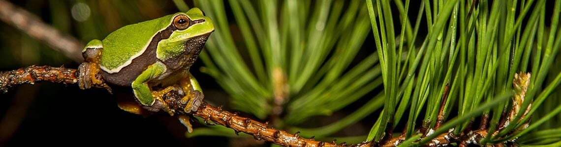 Pine Barrens Tree Frog in New Jersey