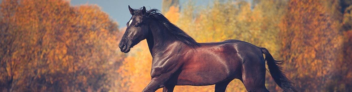 Bethpage Park in New York