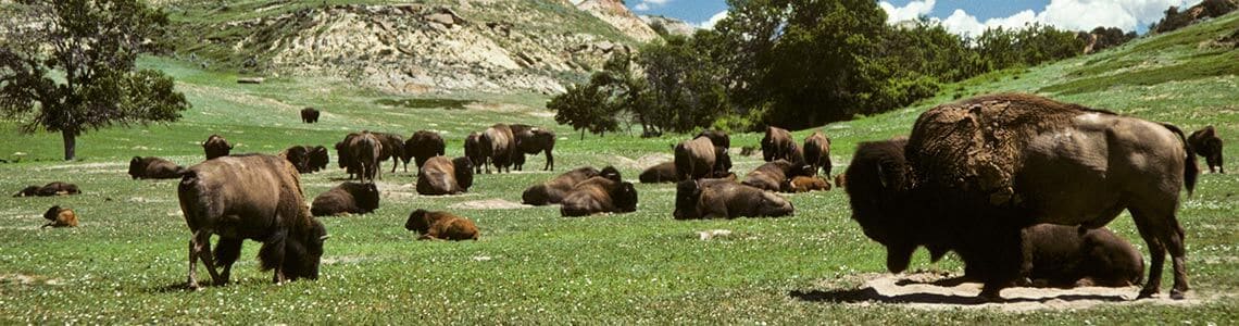 Bison in Theodore Roosevelt National Park in ND