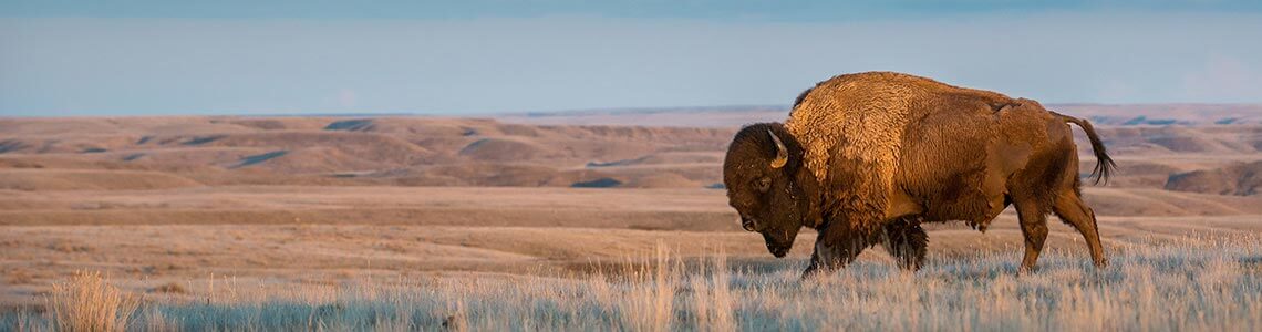 Grassland Bison in North Dakota zoo
