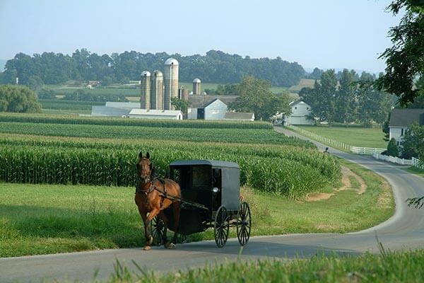Horse with an amish buggy in Pennsylvania