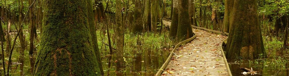 Cypress trees in Congaree National Forest