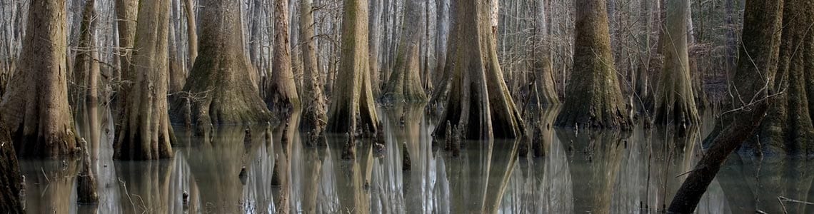 Cypress swamp in  South Carolina