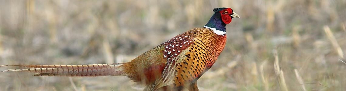 Pheasant Hunting in South Dakota