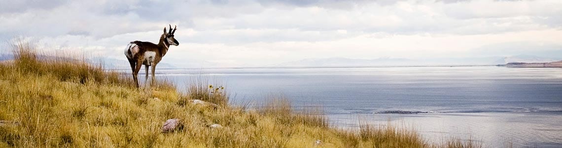 Antelope Island State Park in Utah