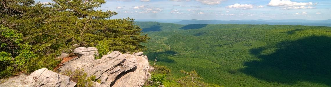 George Washington Forest in Virginia