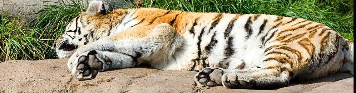 Young tiger sleeping in a Virginia zoo