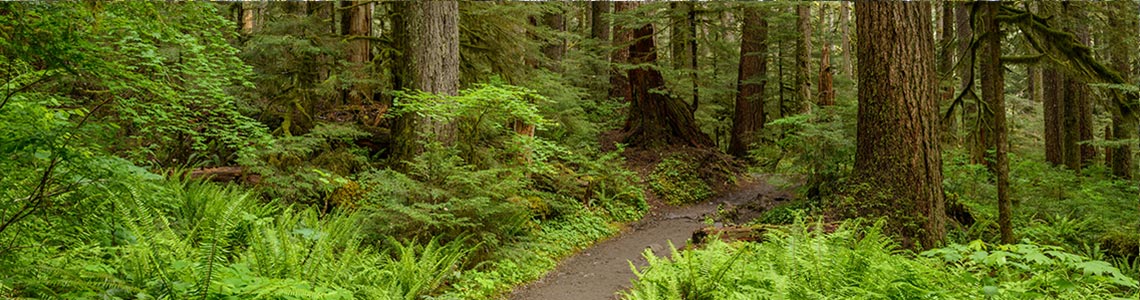 Hiking Trail in Washington