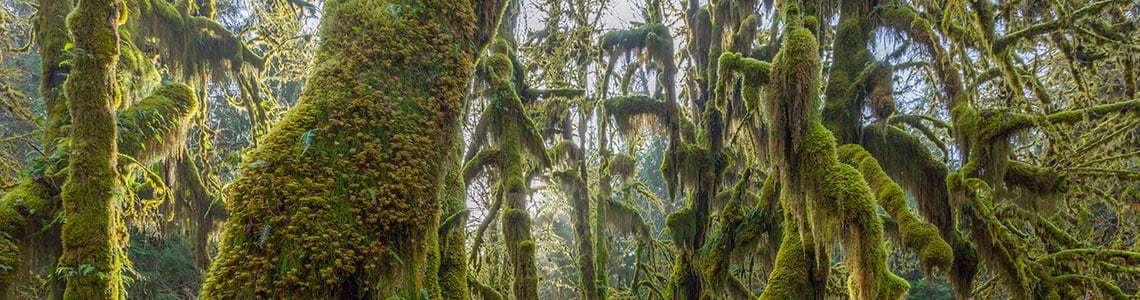 Olympic National Park in Washington
