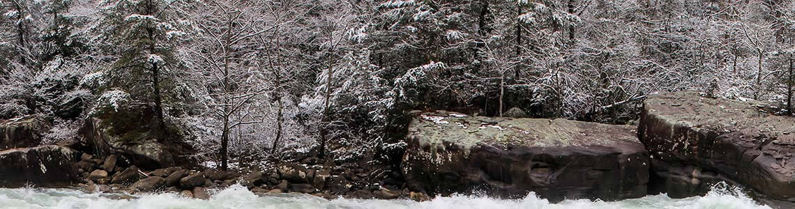 Gauley River Trees in West Virginia