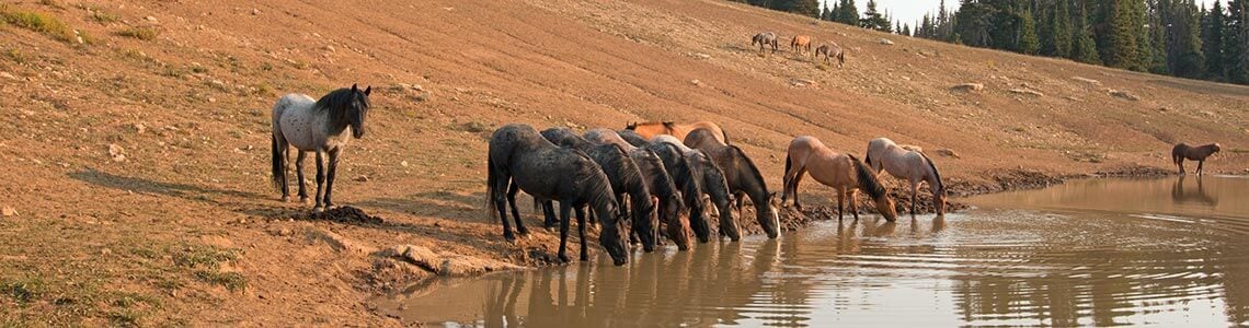 Bighorn Canyon National Recreation Area in Wyoming