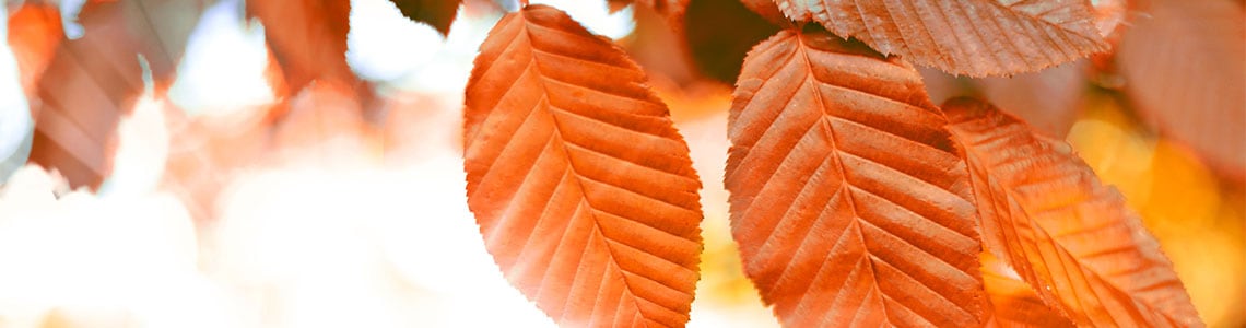 brown leaves in fall 