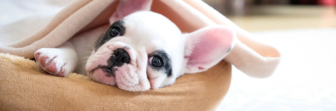 Puppy enjoying his dog bed at a Best Western pet-friendly hotel.