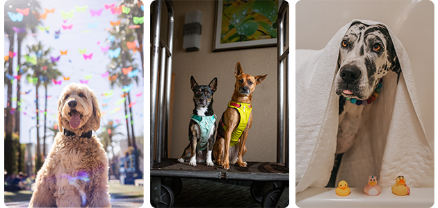 Dogs enjoying travel with their pet-parents