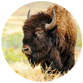 Bison